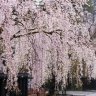WillowBlossom12