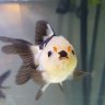 gold fish