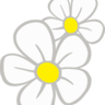 LunarDaisy