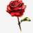 Blossom789